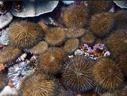 Heliofungia fralinae thumbnail