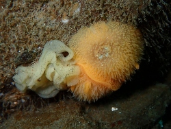 Acanthodoris lutea,West of Point Glover 2026