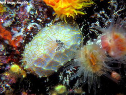 Halgerda terramtuentis thumbnail