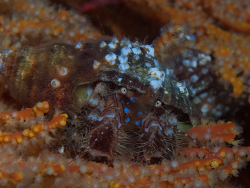 Pagurus liochele thumbnail