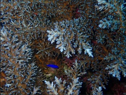 Foto: Una Una, Zentral Sulawesi, Indonesien