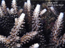 Foto:Bali, Indonesien