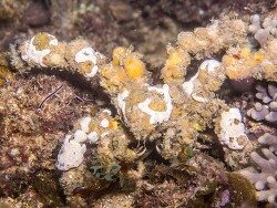 PN0A4306_Camposcia retusa, Tanzania 2026