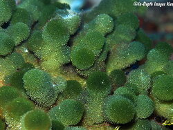 Tydemania expeditionis thumbnail