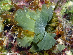 Tydemania expeditionis thumbnail