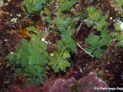 Tydemania expeditionis thumbnail