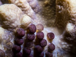 PN0A4316_Ovula ovum, eggs, Tanzania 2026