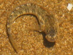 Foto: Mission Rocks. St Lucia, KwaZulu-Natal, Süd-Afrika