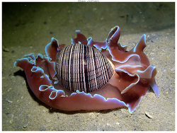 Hydatina physis thumbnail