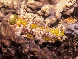 Miamira sp.01 thumbnail