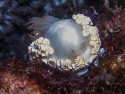 PN0A4417_Ardeadoris, Tanzania 2026