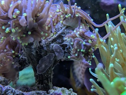 EEFW (Euphyllia Eating FlatWorm) thumbnail