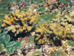 Generic placeholder thumbnail