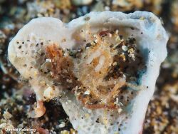 Ethusa mascarone thumbnail