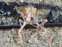 Ethusa mascarone thumbnail