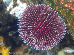 Sphaerechinus granularis,Las Palmas, ES-CN, ES 2026
