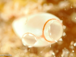 Ecteinascidia bandaensis thumbnail