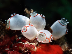 Ecteinascidia bandaensis thumbnail