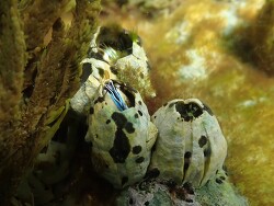 Austromegabalanus nigrescens thumbnail