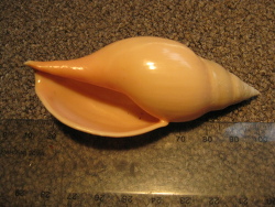 Provocator mirabilis,Adams Island, New Zealand 1995_460-480m depth from a scampi trawl.