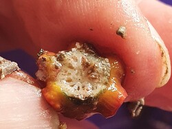 Spionidae sp. thumbnail