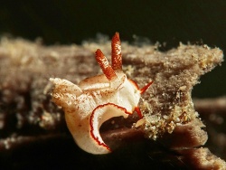 Pelagella longicornis thumbnail