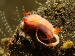 Thorunna florens thumbnail