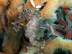 Hippocampus comes, Philippines 2009