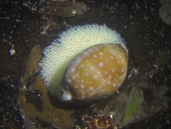 Lyncina vitellus thumbnail