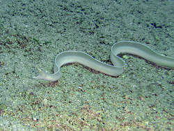 Pseudechidna brummeri,Romblon, Provinz Romblon, Philippinen 2011