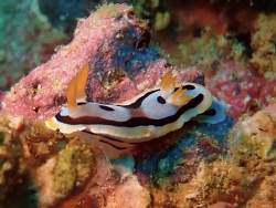 Chromodoris michaeli thumbnail