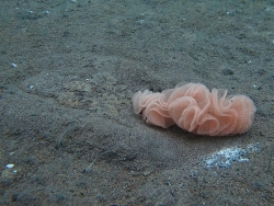 Kalinga ornata thumbnail