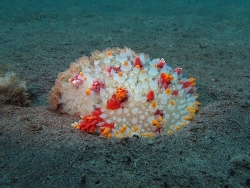 Kalinga ornata thumbnail