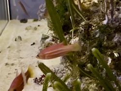 Lipopropama africanum 