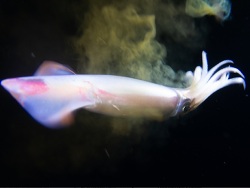 Ommastrephes bartramii thumbnail