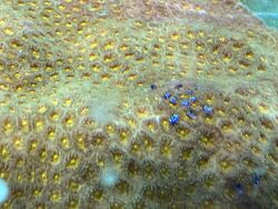 Pyrgoma sp. thumbnail