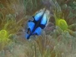 Pyrgoma sp. thumbnail