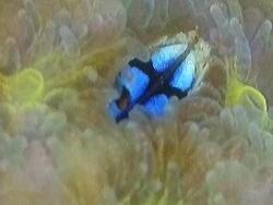 Pyrgoma sp. thumbnail