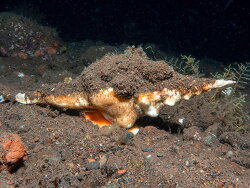 Cyrtulus undatus thumbnail