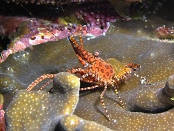 Saron marmoratus thumbnail