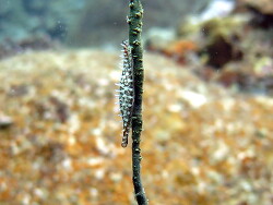 Phenacovolva rehderi Rehders Spindelkauri  Phillipinen
