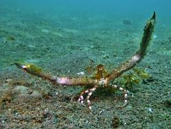 Rhinolambrus contrarius thumbnail