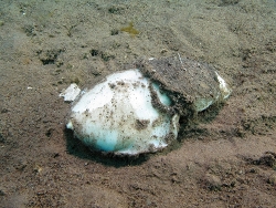 Pseudophiline hayashii thumbnail