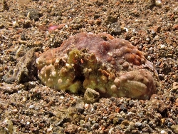 Calappa capellonis thumbnail