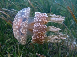 Mastigias papua thumbnail