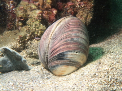 Antigona magnifica thumbnail