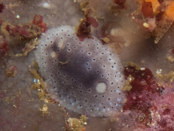 Gargamella gravastella thumbnail