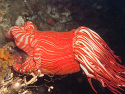 Korsaranthus natalensis thumbnail