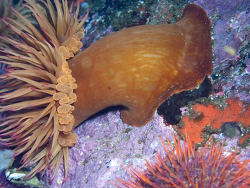 Pseudactinia infecunda thumbnail