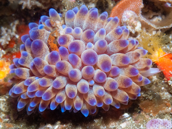 Bonisa nakaza thumbnail